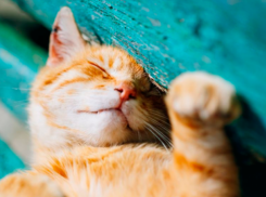 Жара побила в Воронеже температурный рекорд 60-летней давности