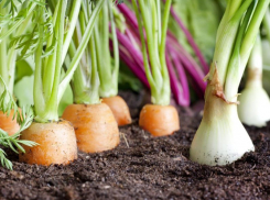 Специалисты рассказали, как овощи на огороде защищают друг друга от вредителей