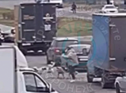 Следователи проверят историю с нападением бродячих собак на девушку в Воронеже