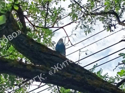 Дикий попугай был замечен на ветвях воронежского дерева