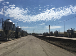 Под Воронежем открылась площадка для откорма 40 тыс голов свиней