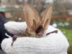 Серого ушана впервые обнаружили в Воронеже