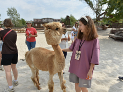 Обаятельное приключение: многодетная воронежская семья познакомилась с альпаками