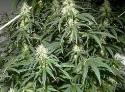 В Каменском районе молодой человек хранил дома марихуану