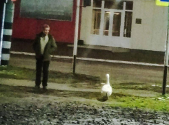 Прогулку с необычным домашним животным заметили в Воронежской области