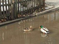 Лужа в воронежском дворе выросла до таких размеров, что здесь поселились утки