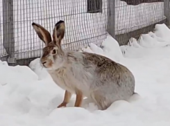 Воронежские специалисты рассказали о состоянии зайца, изъятого из незаконного зоопарка