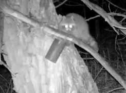 Что творят воронежские еноты под покровом ночи