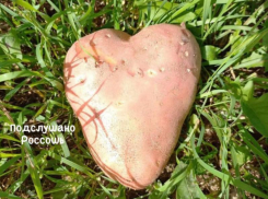 Овощи необычной формы умилили жителей Воронежской области