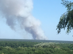 Аномальная жара привела к возгоранию леса под Воронежем