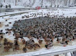 «Опасности нет»: учёный объяснил, почему утки не замерзают зимой в воронежском парке «Динамо»