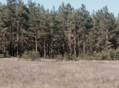 В Воронеже с 30 апреля введены штрафы за посещение хвойных лесов