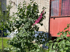  Последствия бурной ночи заметили на улице в Воронеже