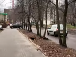 Игру в «кошки-белки» показали в Воронеже 