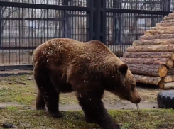 Настоящий приход весны показали на видео в Воронеже