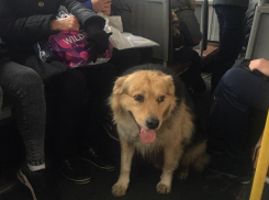 Грустный лохматый попутчик растрогал пассажиров маршрутки в Воронеже