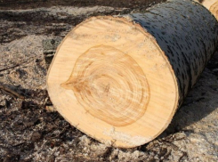 В Воронежской области в Поворино незаконно спилили деревья