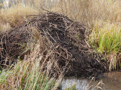В Воронежском заповеднике бобры готовы к зиме