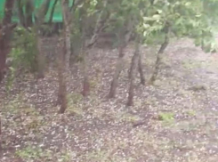 Сильный град обрушился на Воронежскую область – опубликовано видео