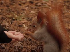 Специалисты рассказали, почему воронежцам нужно помогать белкам в зимнее время