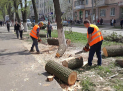 Стало известно, в каком районе Воронежа готовится вырубка деревьев на миллион 