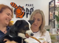 2 июля Всемирный день собак объединил всех любителей четвероногих домашних питомцев