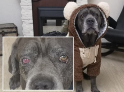 Спасение ищут по всему миру: заболел легендарный воронежский пес Фараон