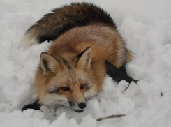 Раскрыта тайна появления уникальной лисы в доме у воронежцев  