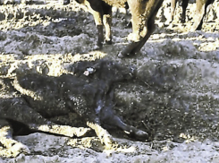 Владельцы замученных в Аннинском районе буренок готовятся привезти в регион новую партию коров