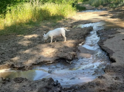 Фекальные потоки снова затопили уникальный Северный лес в Воронеже