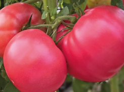 Яркий, сладкий, мясистый: рекомендуем от души томат Малиновый шар 