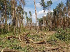 В Северном лесу Воронежа власти допустили возможность строительства