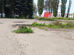 Мистическая выживаемость пенька вызвала вопросы в Воронежской области