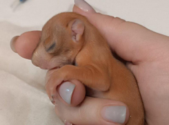 20-ти дневную малышку размером с ладонь спасли воронежские волонтеры