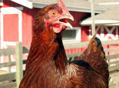 Из-за птичьего гриппа на воронежской фабрике уничтожат более 1,2 млн кур