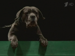 Воронежский пёс Фараон стал звездой Первого канала