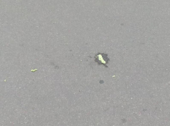 Под продуктовый обстрел попали жители воронежского двора