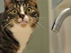 В Центральном районе Воронежа сутки не будет воды