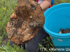 Почти кило: грибные рекорды с треском бьются в Воронеже