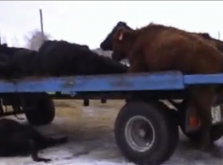 Воронежские журналисты добились возбуждения уголовного дела за жестокое обращение с элитными буренками из США и Австралии