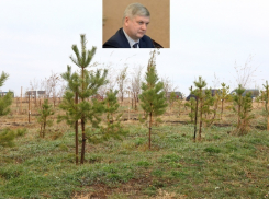Александр Гусев предлагает воронежским бизнесменам присоединиться к акции «Лес Победы» 