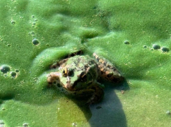 Зеленая жижа захватывает воронежское водохранилище