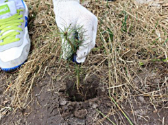 Пожароустойчивый лес посадили в Воронежской области