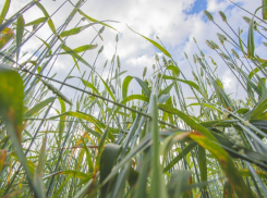 Кому воронежские аграрии обязаны высоким урожаем 