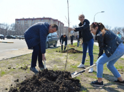 В Воронеже появилась новая аллея деревьев 