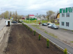 Под Воронежем высадили хвойную аллею для защиты пешеходов от пыли