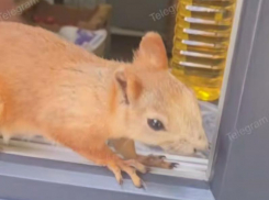 Наглый покупатель наведался в воронежский ларек, но умилил всех