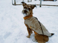 Резкое похолодание придет в Воронеж в середине недели