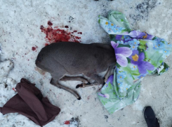 Стая собак загрызла косулю под Воронежем  