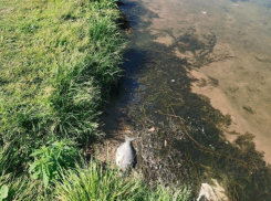 Дохлая рыба и гниющие водоросли: печальное состояние воронежского парка показали на фото